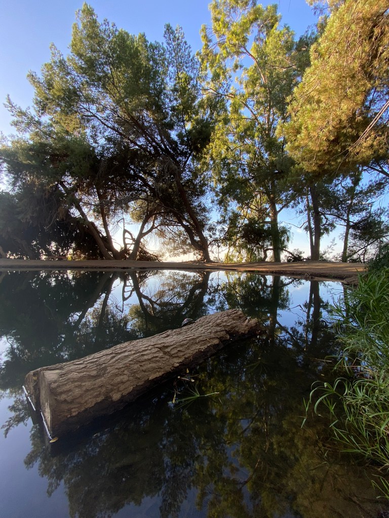 A log on a pond with trees in the background and reflected in the water.